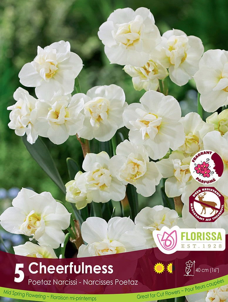 Narcissus - Cheerfulness, 5 Pack