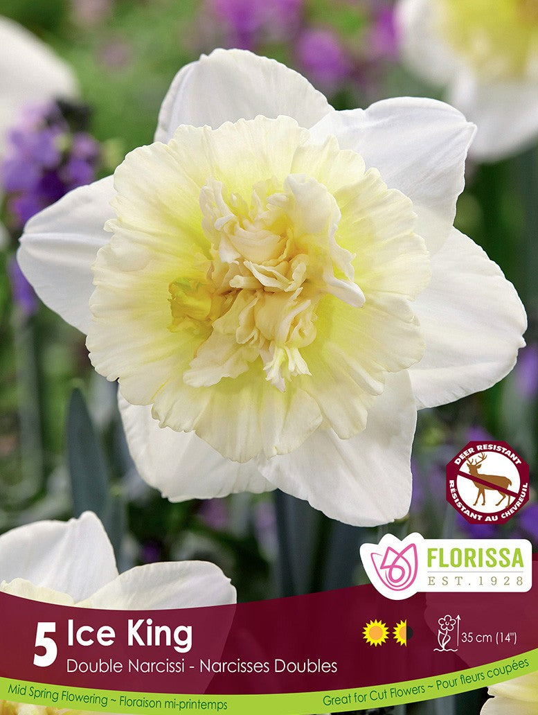 Narcissus, Double - Ice King, 5 Pack