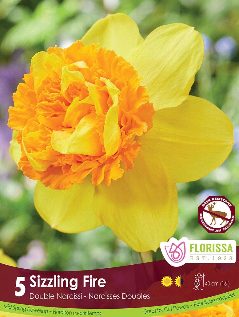 Narcissus, Double - Sizzling Fire, 5 Pack