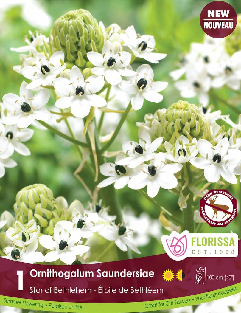Ornithogalum saundersiae, 1 Pack