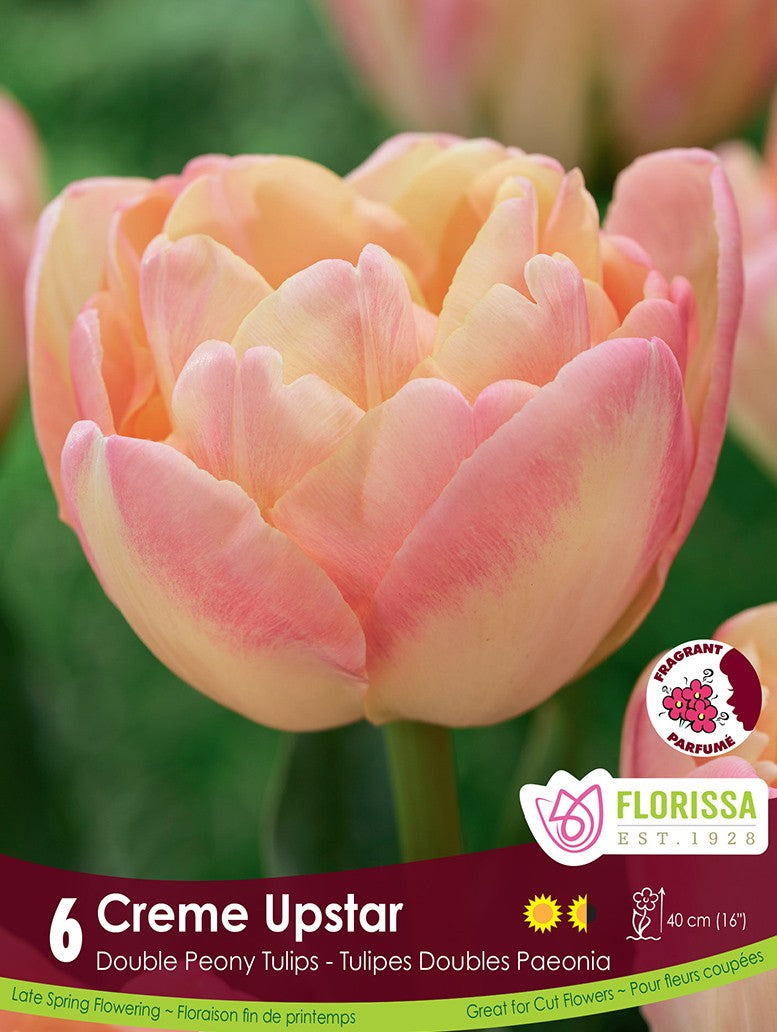 Tulip - Crème Upstar, 6 Pack