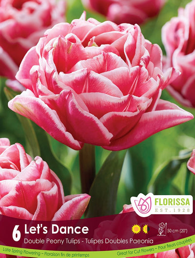 Tulip - Let's Dance, 6 Pack