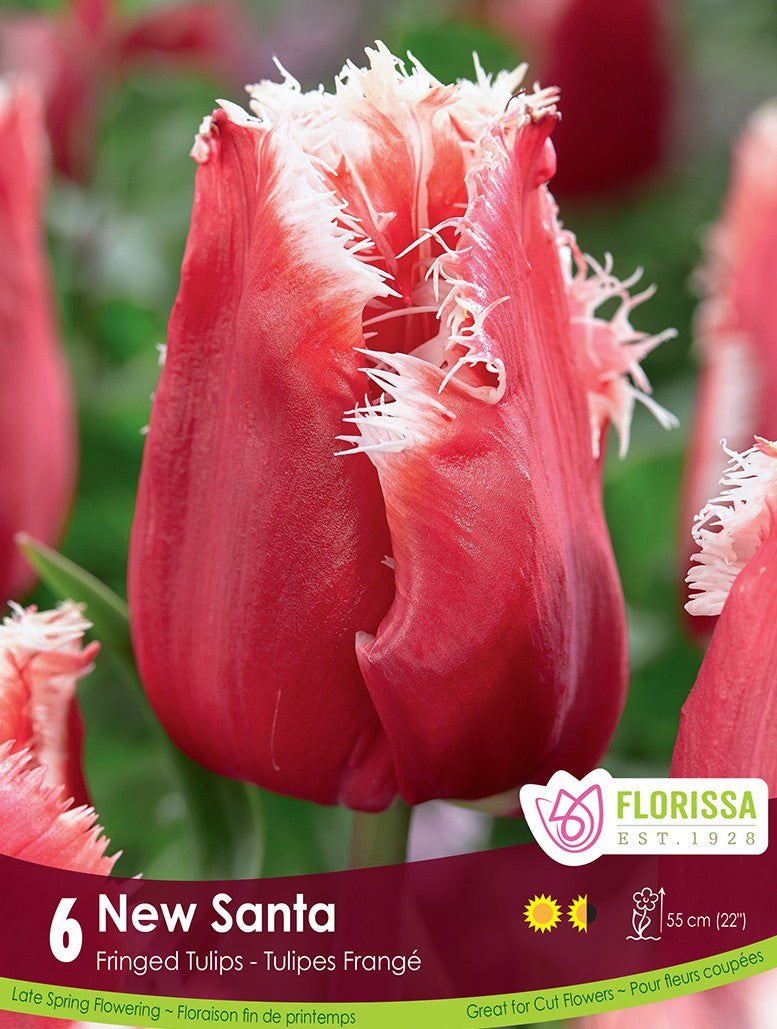 Tulip - New Santa, 6 Pack