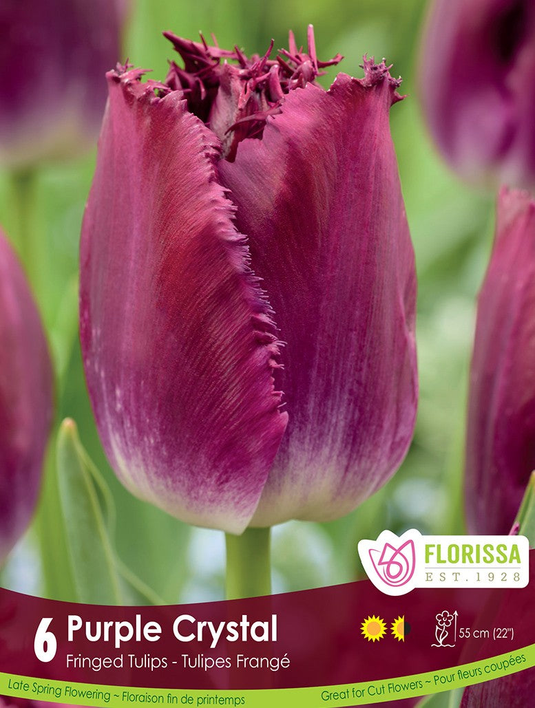 Tulip - Purple Crystal, 6 Pack