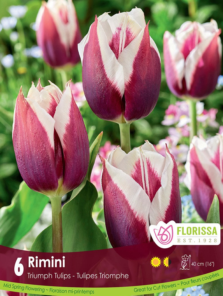 Tulip - Rimini, 6 Pack