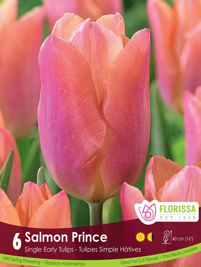 Tulip - Salmon Prince, 6 Pack