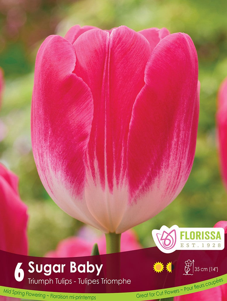 Tulip - Sugar Baby, 6 Pack