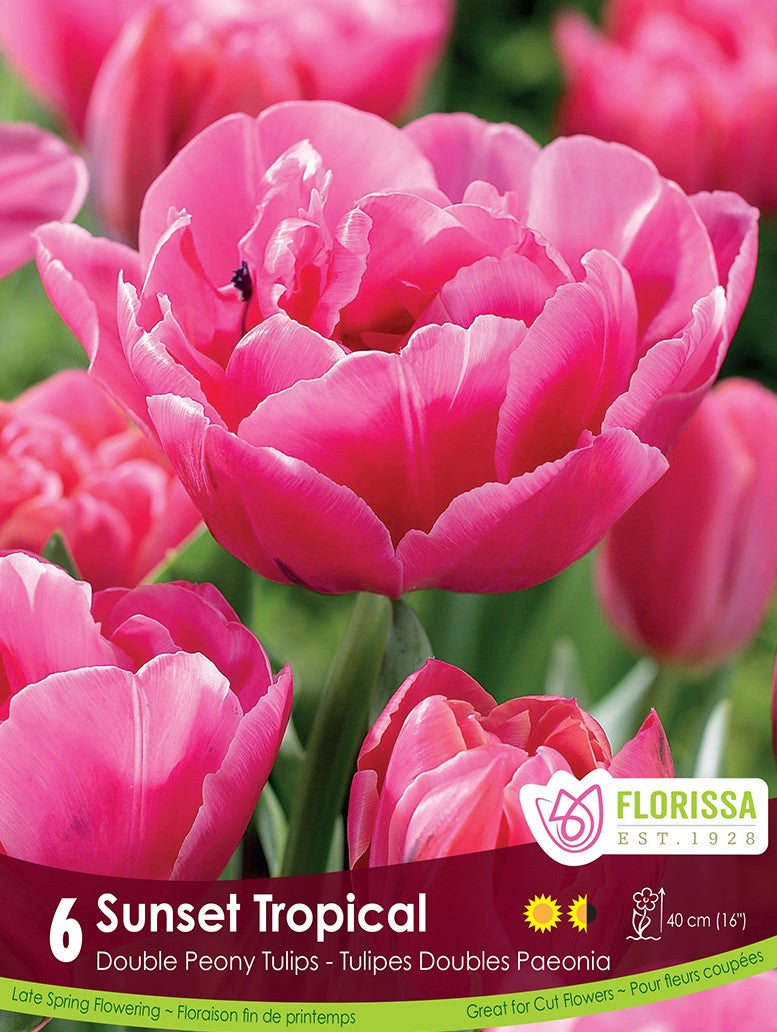 Tulip - Sunset Tropical, 6 Pack