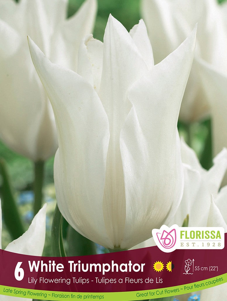 Tulip - White Triumphator, 6 Pack