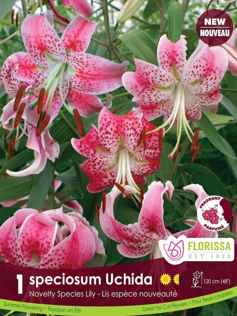 Lily - spec Rubrum Uchida