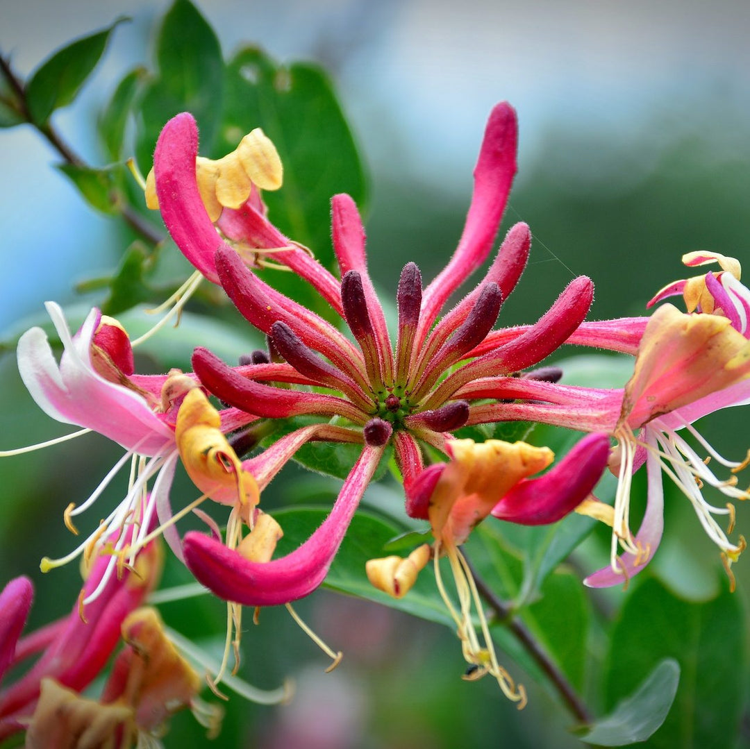 Lonicera Belgica (Honeysuckle)