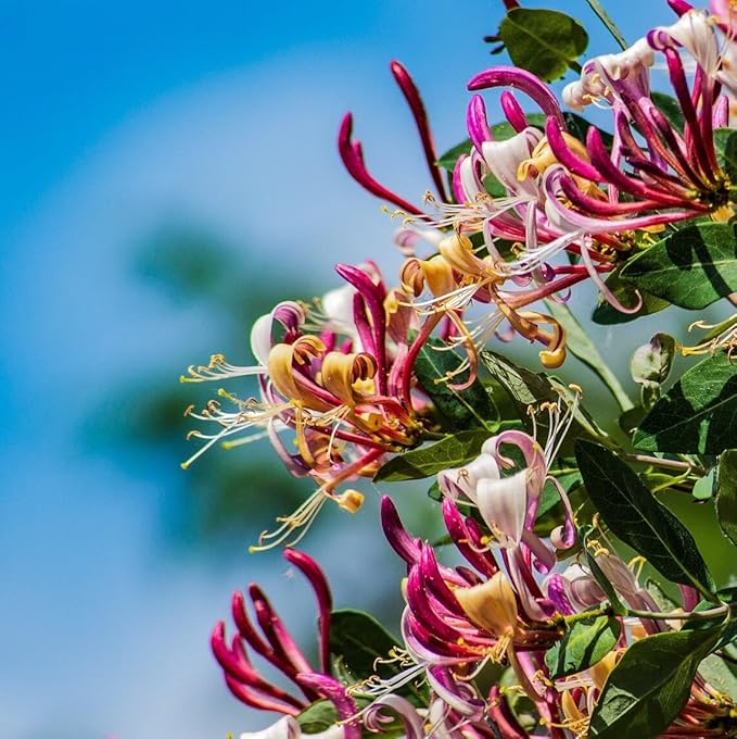 Lonicera Belgica (Honeysuckle)