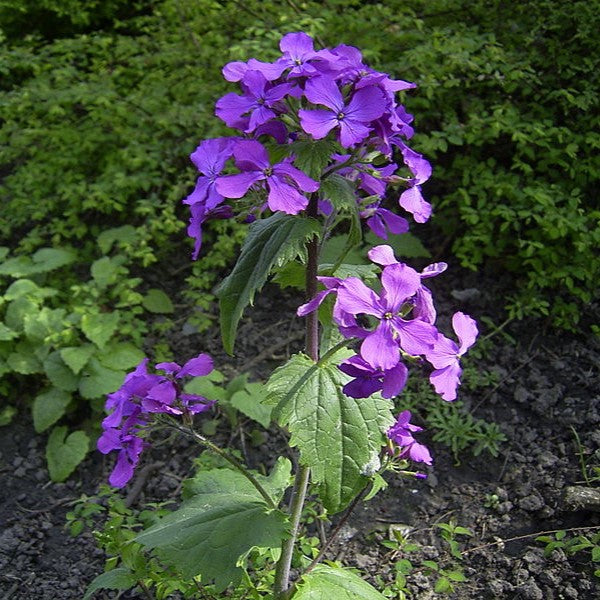 money plant purple Lunaria Money Plant