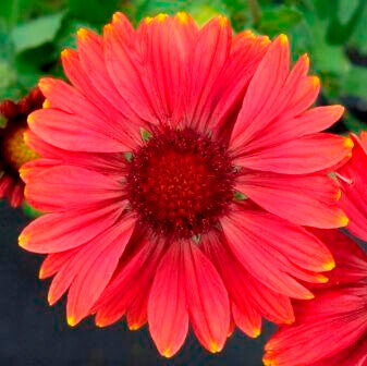 Gaillardia Arizona Red Shades - Ontario Seed Company