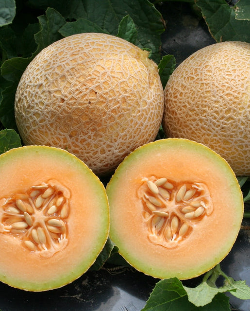 Melon Tasty Bites - West Coast Seeds