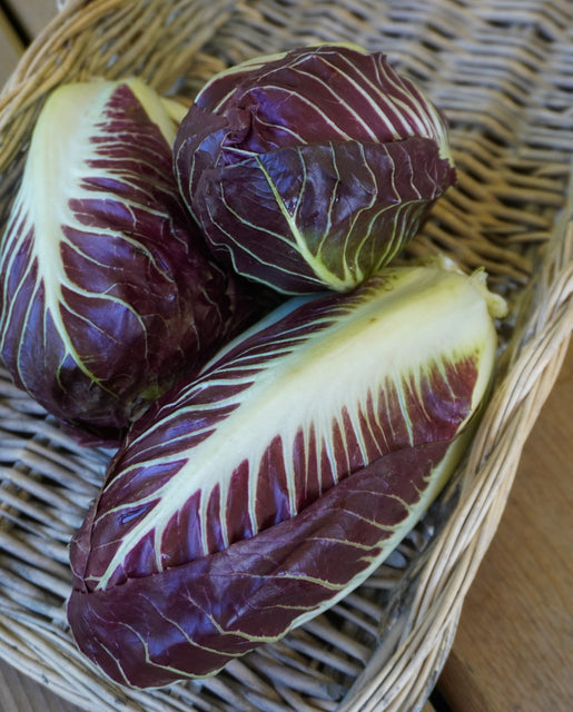 Chicory Radicchio TVG1 - West Coast Seeds