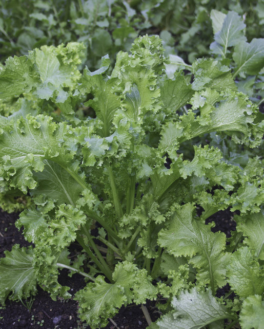 Mustard Southern Giant Curled - West Coast Seeds