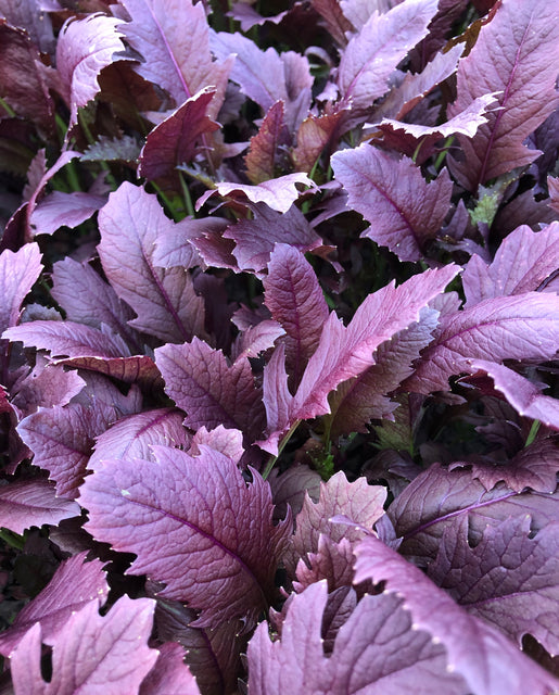 Mustard Miz America - West Coast Seeds