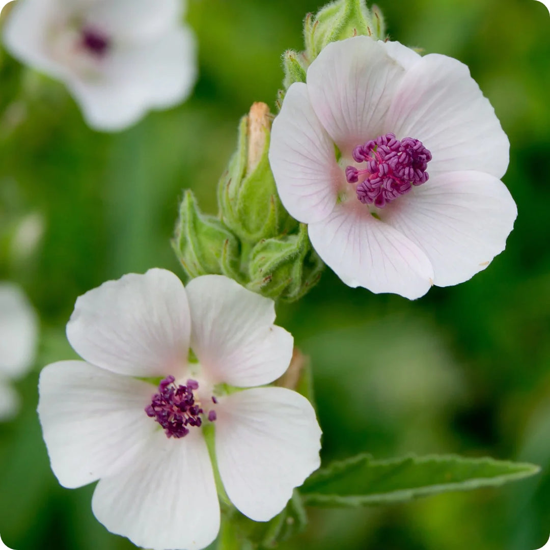 Marshmallow - Eagleridge Seeds