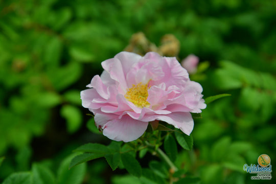 Martin Frosbisher - Cold Hardy Rose