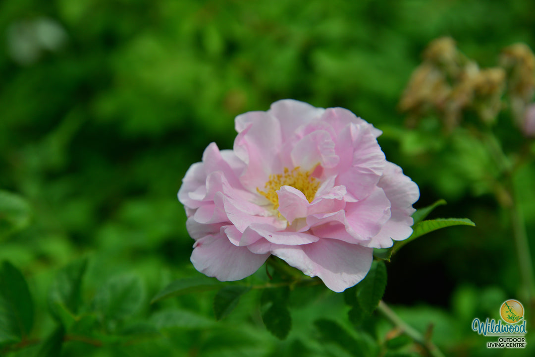 Martin Frosbisher - Cold Hardy Rose