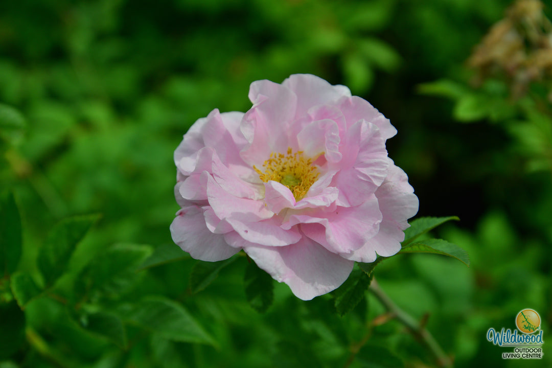 Martin Frosbisher - Cold Hardy Rose