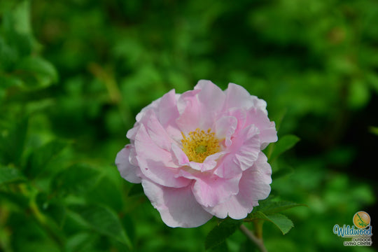 Martin Frosbisher - Cold Hardy Rose