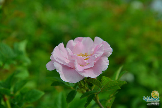 Martin Frosbisher - Cold Hardy Rose