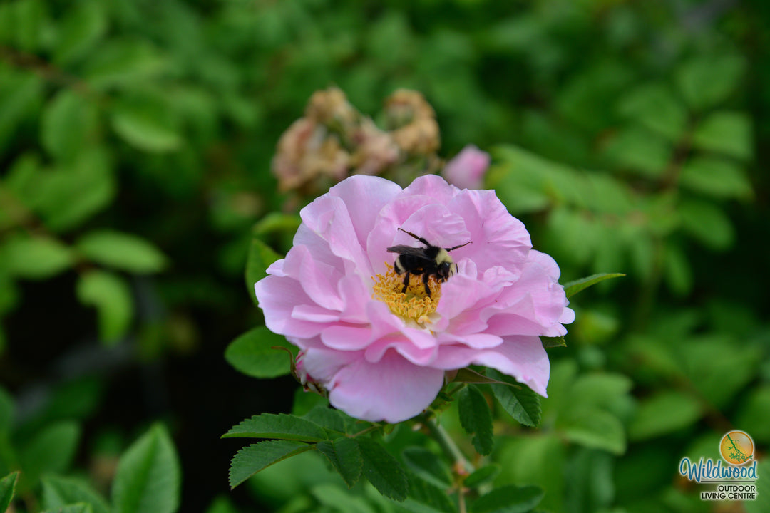 Martin Frosbisher - Cold Hardy Rose