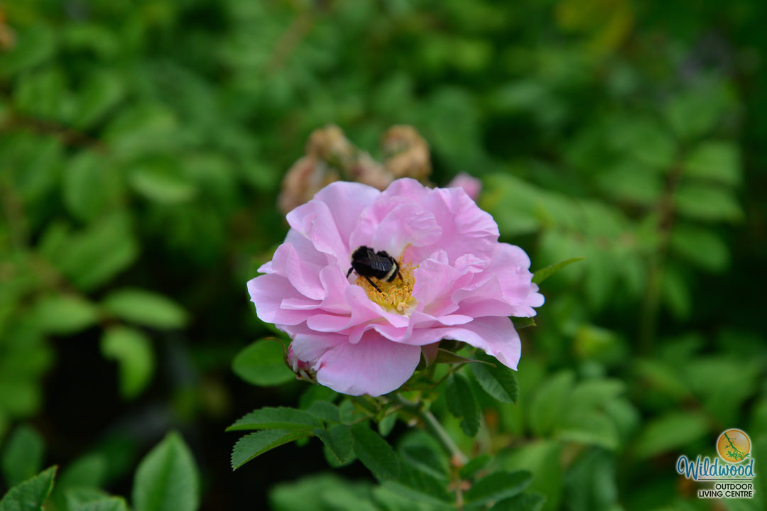 Martin Frosbisher - Cold Hardy Rose