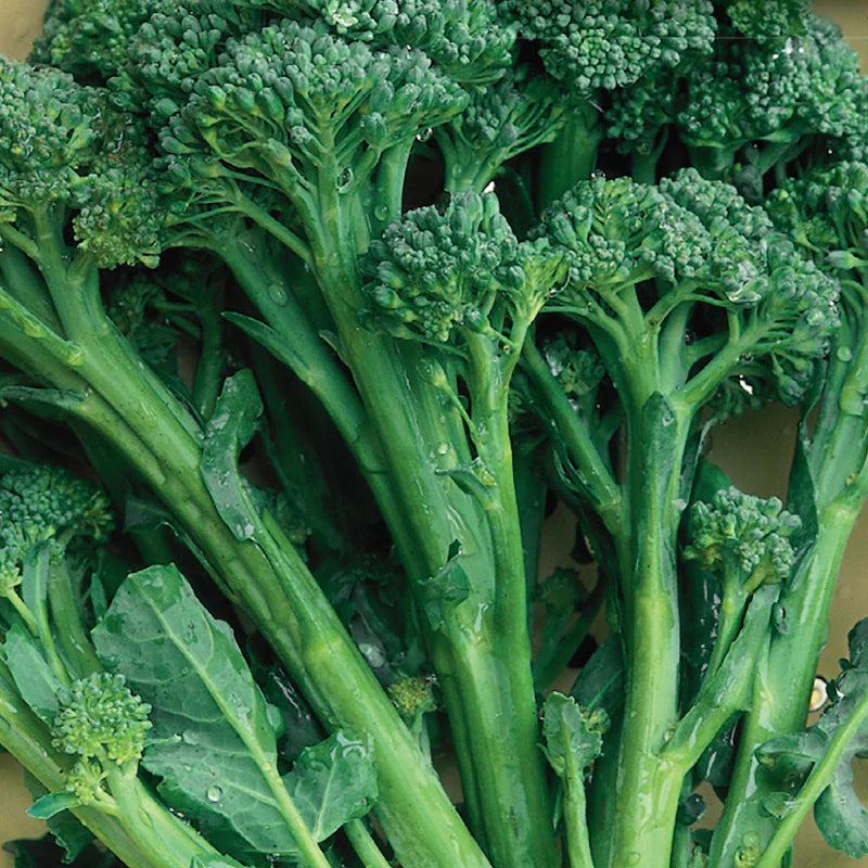 Broccoli De Cicco, Sow Easy McKenzie Seeds Wildwood Outdoor Living