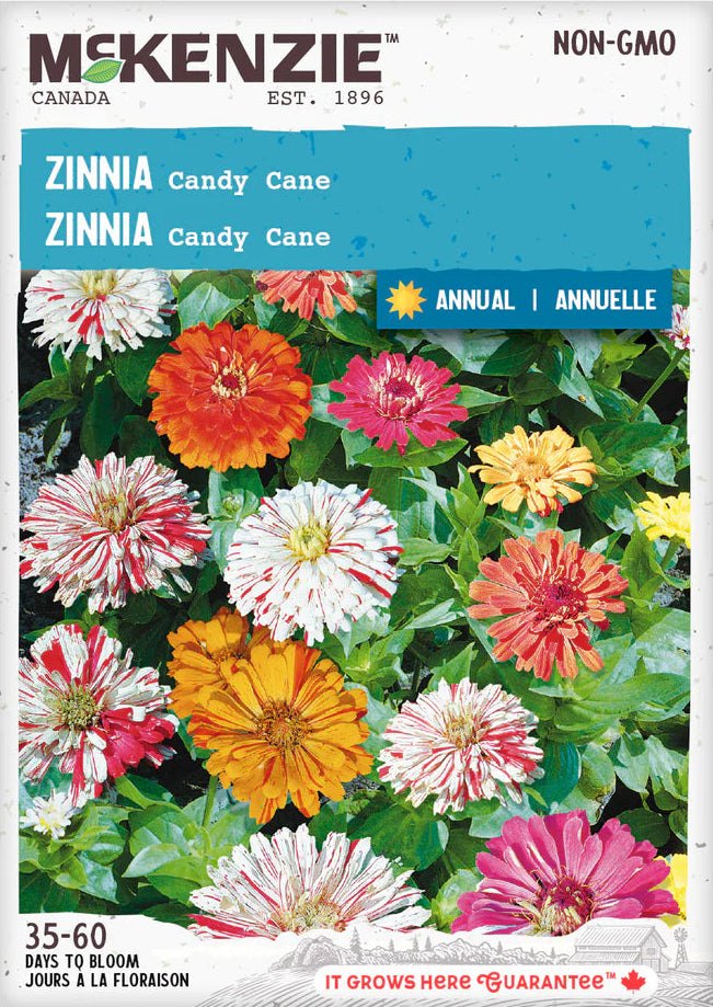 Zinnia Candy Cane - McKenzie Seeds – Wildwood Outdoor Living