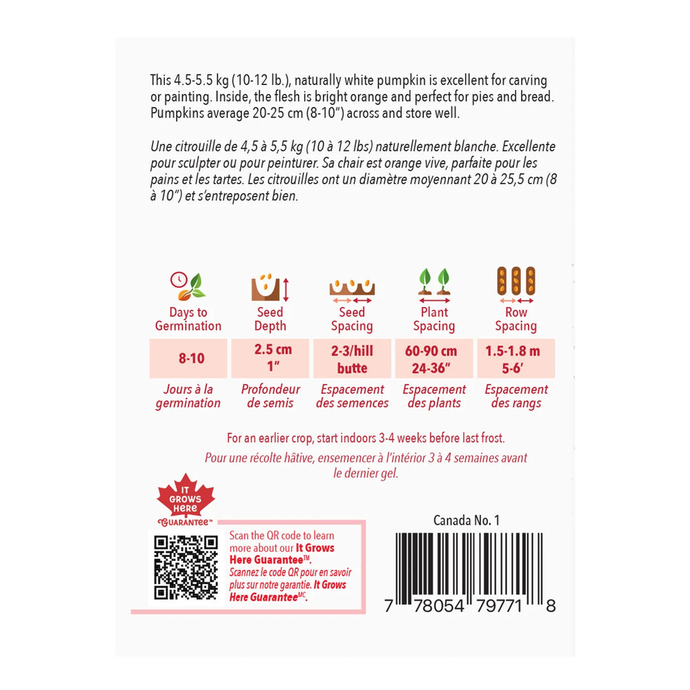 Pumpkin Casper - McKenzie Seeds