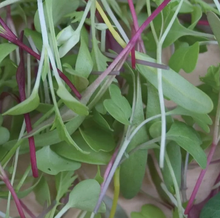 Microgreens Rainbow Mix - Burpee Seeds