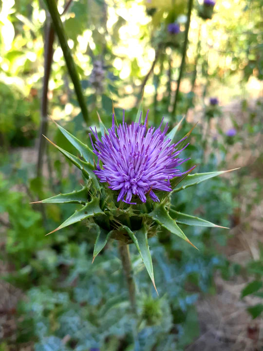 Milk Thistle - Eagleridge Seeds