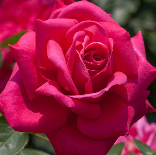Miss All-American Beauty - Star Roses and Plants