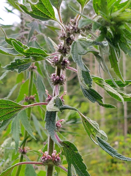 Motherwort - Eagleridge Seeds