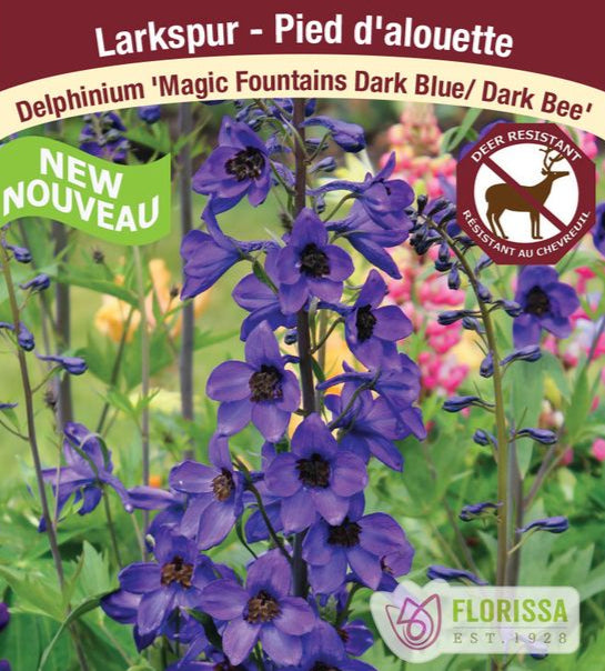 Delphinium Magic Fountains Dark Blue/Dark Bee, 1 Pack