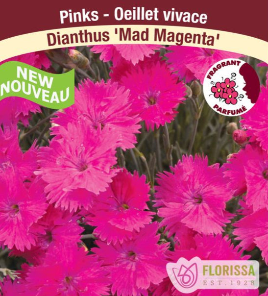 Dianthus Mad Magenta, 1 Pack