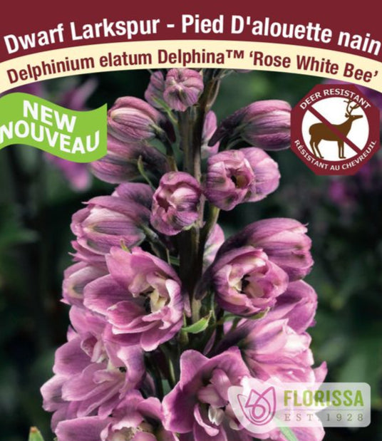 Delphinium Delphina Rose White Bee, 1 Pack