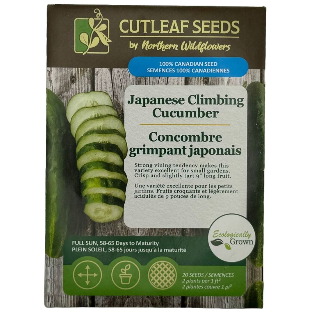 Cucumber Japanese Climbing Northern Wildflowers Wildwood Outdoor Living