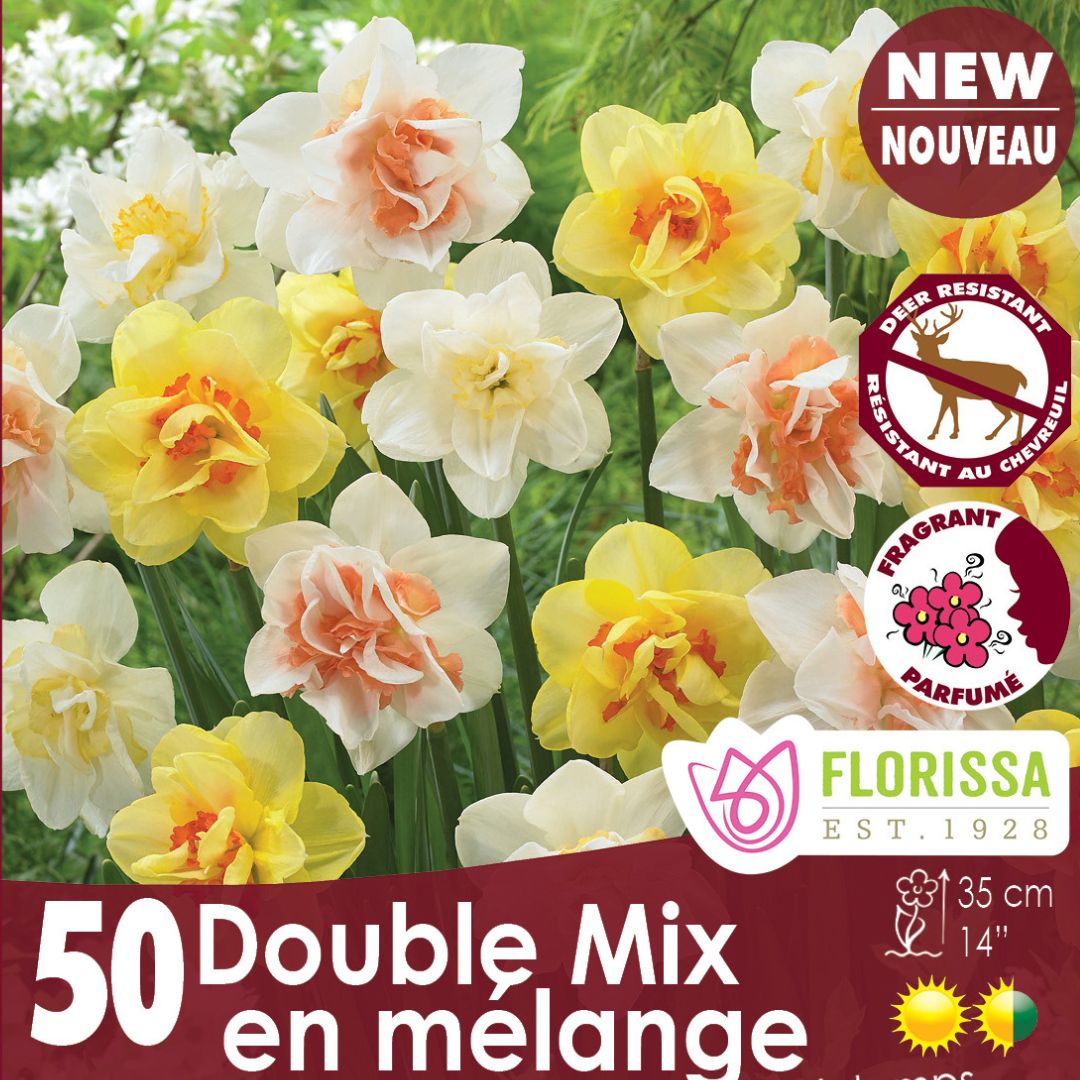 Narcissus, Double Mix - Mesh Bag 50 Pack