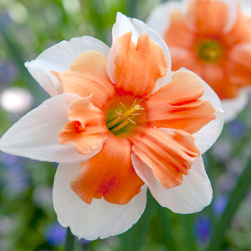 Narcissus - Electrus, Split-Corona, 5 Pack