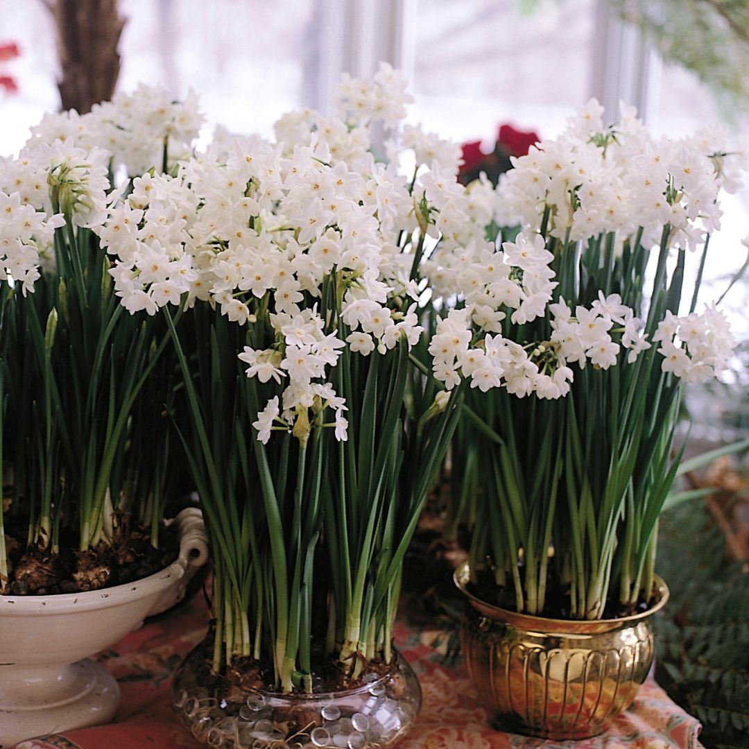 Narcissus - Paperwhite Ziva (Indoor)