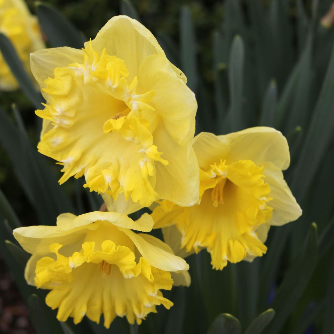 Narcissus - Snowtip, 5 Pack