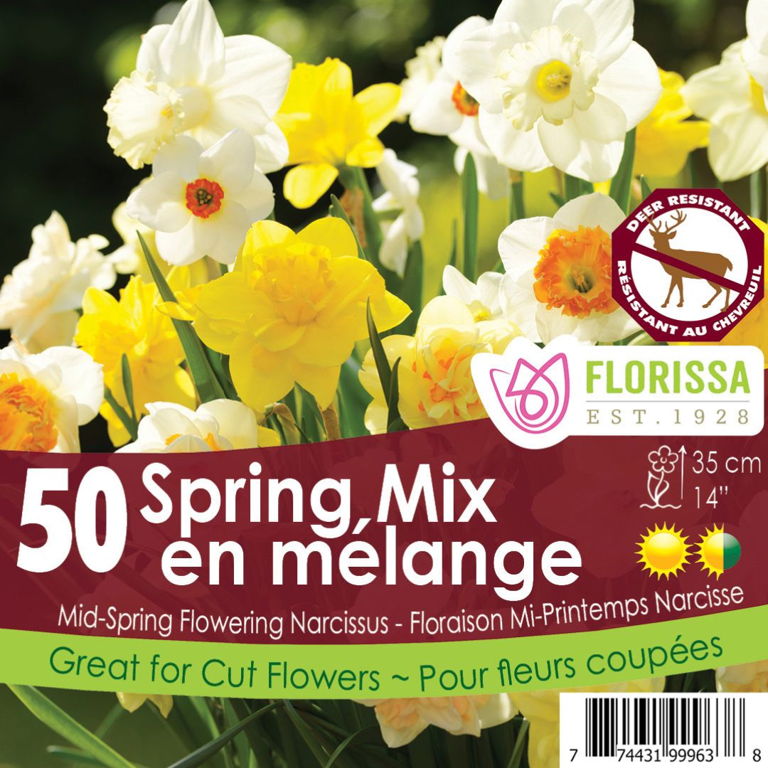 Narcissus | Daffodil | Spring Mix - Mesh Bag | Fall Planting Bulb