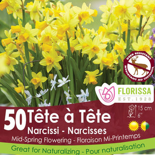 Narcissus - Tete a Tete - Mesh Bag, 50 Pack
