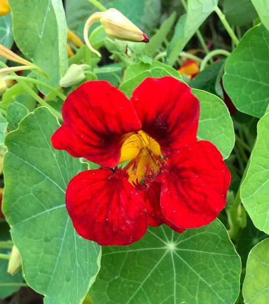 Nasturtium Double Scarlet Gleam Double - Pacific Northwest Seeds