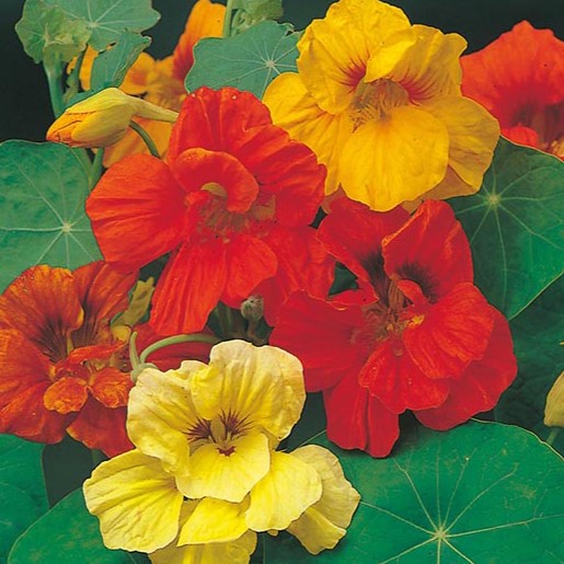 Nasturtium Gleam Mix - Pacific Northwest Seeds