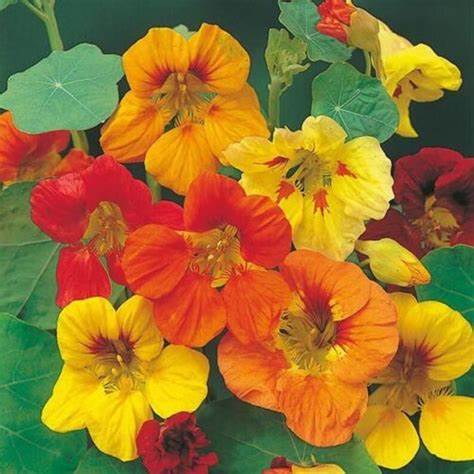 Nasturtium Single Tall Climbing - Pacific Northwest Seed